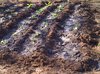 Soweto-20120604-00390